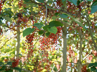 Idesia polycarpa vestita. Baies rouge-orange écarlates en été