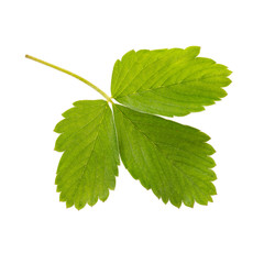 Green strawberry leaf isolated on white background. Close-up.