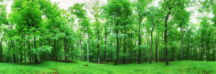 Forest landscape with green grass and woods at spring