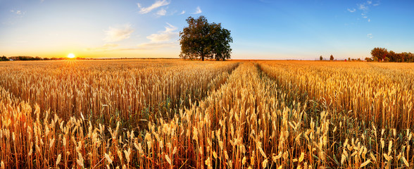 Wheat field. Ears of golden wheat close up. Beautiful Rural Scenery under Shining Sunlight and blue sky. Background of ripening ears of meadow wheat field. © TTstudio