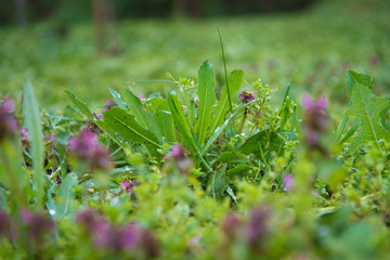 Meadow with wild spring flowers