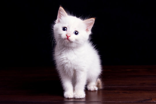 little white kitten on a dark wooden floor on a black background