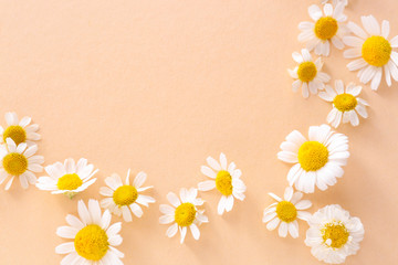 Many chamomile flowers on color background