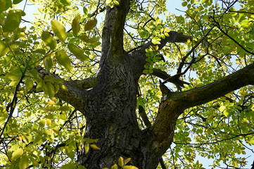 Fototapeta premium View to the old walnut crown.