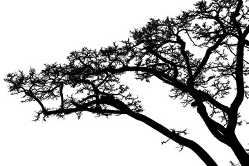 Obraz premium silhouette of a tree on white background