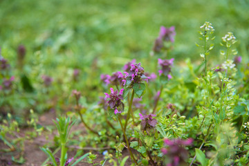 Meadow with wild spring flowers