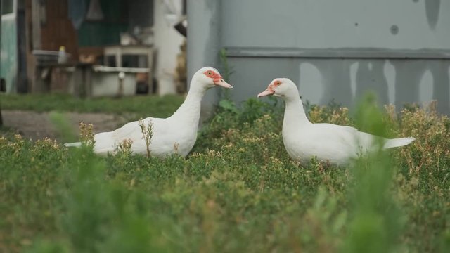 Two white big ducks with red eyes standing on the grass and looking at each other, rustic background