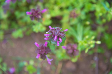Meadow with wild spring flowers