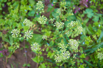Meadow with wild spring flowers