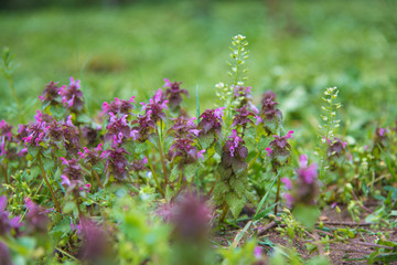 Meadow with wild spring flowers