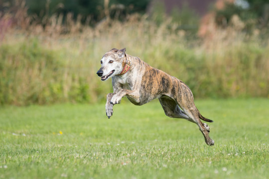 gestromter Windhund rennt &uuml;ber eine Wiese