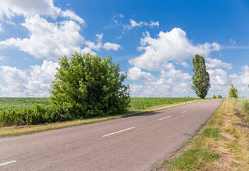 Rural asphalt road among the agricultural grounds in summer