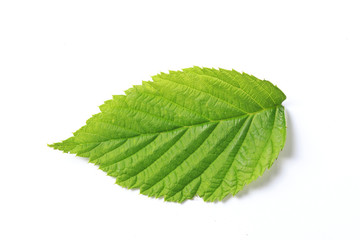 Green leaf. Isolated on a white.