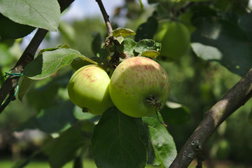 apples on a branch in the garden