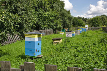 beehives with bees in the apiary