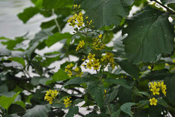 small yellow flowers on the lake shore