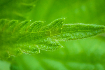 Close-up photo of fresh nettle leaf