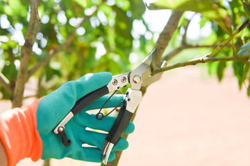 Hand holding pruning shears in the garden agriculture - Gardening tool and works concept