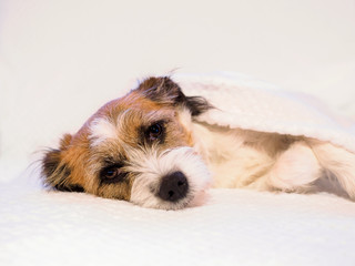 Kleiner Mischlingshund liegend auf einer weißen Bettdecke, müde, krank