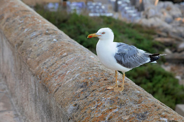 Gabbiano