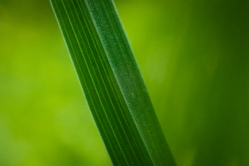 Close-p photo of green blade of grass