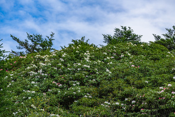 Fototapeta na wymiar Beautiful azaleas in the background of the blue sky