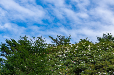 Beautiful azaleas in the background of the blue sky