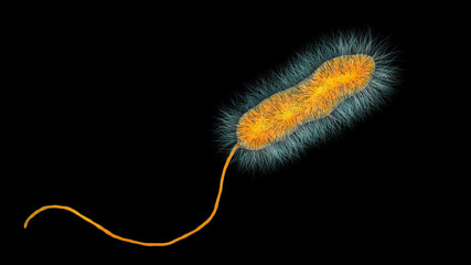 Legionella pneumophila bacterium, the causative agent of Legionnaire's disease, 3D illustration