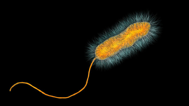 Legionella pneumophila bacterium, the causative agent of Legionnaire's disease, 3D illustration