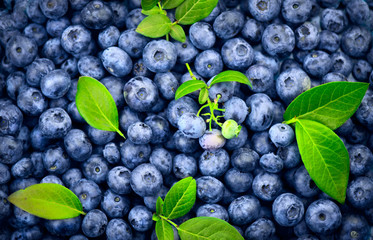 Blueberry background. Ripe and juicy fresh picked blueberries backdrop, closeup. Organic Blue berries