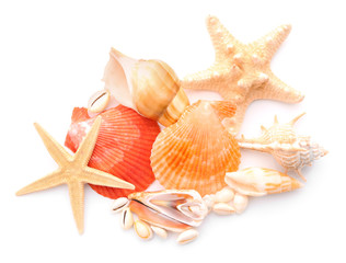 Beautiful sea shells and starfishes on white background