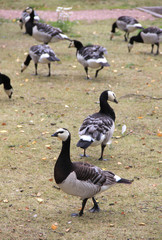 Flock of white-cheeked geese in Finland nature
