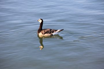 Flock of white-cheeked geese in Finland nature