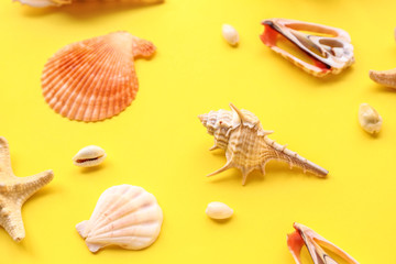 Beautiful sea shells and starfish on color background