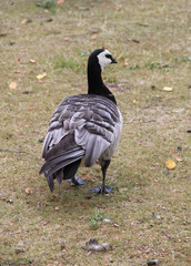 Flock of white-cheeked geese in Finland nature