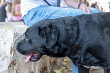 Adorable black labrador retriever