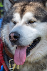 SiberiClose up photo of adorable siberian husky dog an Husky