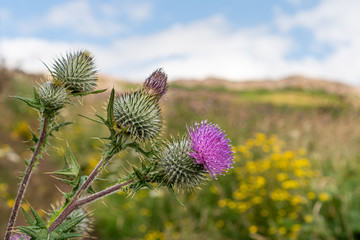 Wild Irish Spear Thistle (Cirsium vulgare) flowers growing on the countryside hills.