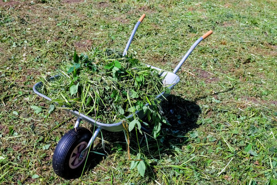 Fresh grass in a garden trolley. Cleaning of freshly mown grass in the garden.Hay mowing on a summer day.Landscaping Industry.iron cart, wheelbarrow filled with turf for manual moving with weeds