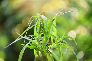 summer juice with green fruit smoothies in glass with cannabis leaf marijuana plant on wooden table green background - cannabis food