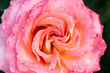 Rose pink coral pastel Beautiful colorful close up soft focus picturesque postal card