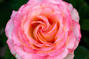 Rose pink coral pastel Beautiful colorful close up soft focus picturesque postal card