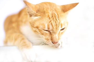 portrait of orange cat resting at home