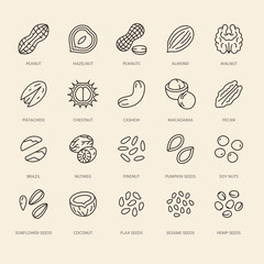 Fototapeta na wymiar Nuts flat line icons set. Peanut, almond, chestnut, macadamia, cashew, pistachio, pine seeds vector illustrations. Outline signs for healthy food store