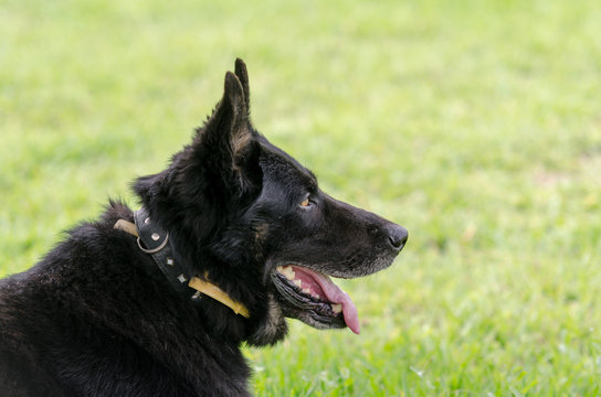 Black dog on grass