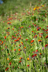 Fototapeta premium Alpine meadow with nice small flowers