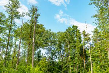 Fototapeta premium trees in the forest
