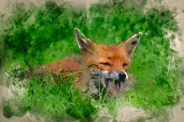 Digital watercolour painting of Stunning image of red fox vulpes vulpes in lush Summer countryside landscape