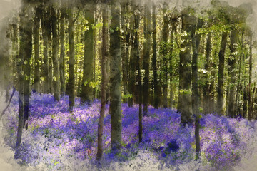 Fototapeta na wymiar Digital watercolor painting of Stunning bluebell flowers in Spring forest landscape