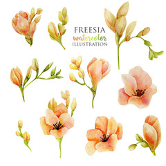 Watercolor pink freesia flowers set, hand drawn isolated on a white background - obrazy, fototapety, plakaty